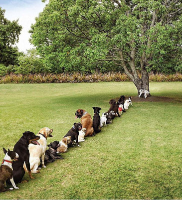 Tree shortage (dogs).jpg
