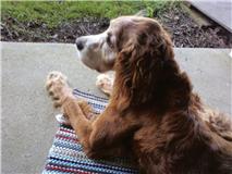 Willie on porch.jpg