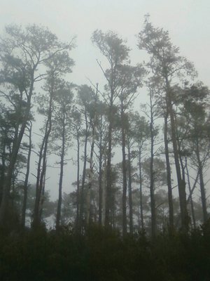 FoggyTrees.JPG