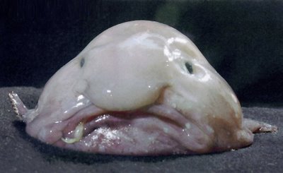 Blobfish.jpg