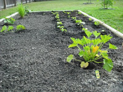 Zucchini and Okra.jpg