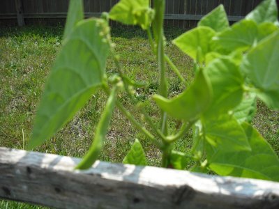 Butter Bean Pods2.jpg