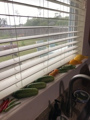 Kitchen Window.jpg