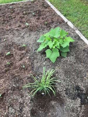 Yellow squash, lemon grass and okra1.jpg