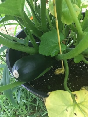 Zucchini (2).jpg