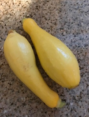 Yellow Squash June 21, 2020 (2).jpg