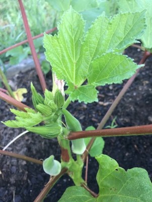 Okra pods (2).jpg