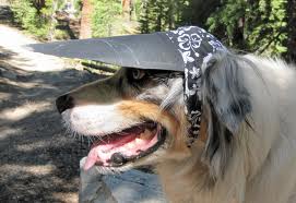 doggie visors.jpg